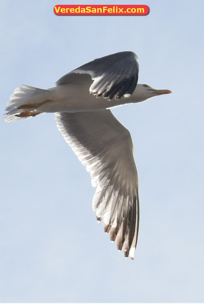 gaviotaseagull